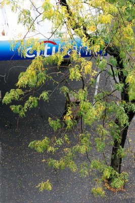 Locust Tree & Citibank Awning