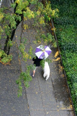 Out Walking the Dog in the Rain