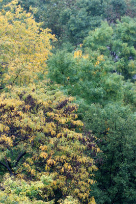 Garden Forest