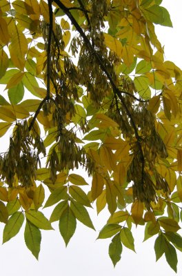 Elm Tree Foliage & Seeds