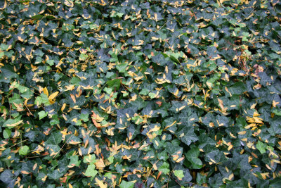 Ivy & Locust Tree Foliage
