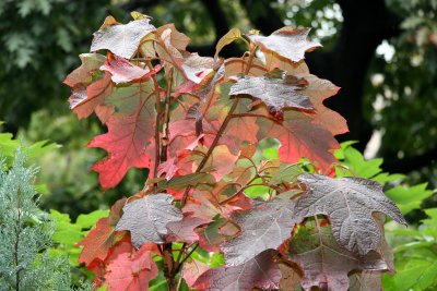 Hydragea Foliage