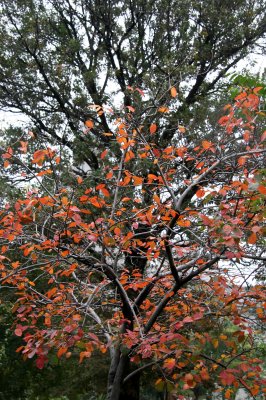 Prunus & Oak Tree Foliage