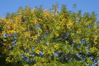 Elm Tree Foliage
