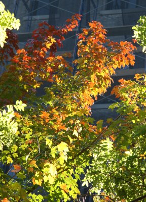 Maple Tree Foliage