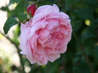 Eglantyne Rose