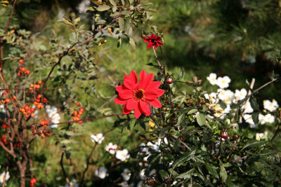 Red Dahlia, Rose Hips & Anenomes