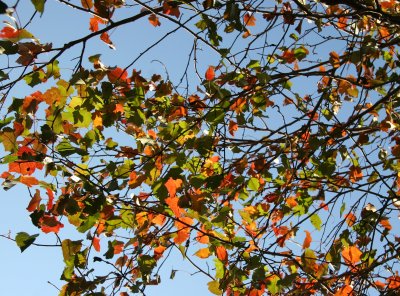 Hawthorne Tree Foliage