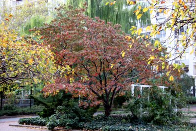 Garden View - Dogwood Tree Flanked with Crab Apple & Willow Trees