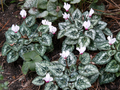 Cyclamen