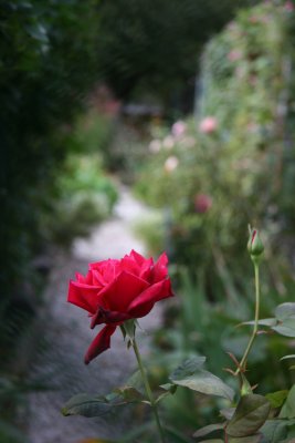 Chrysler Rose at the Head of a Garden Path