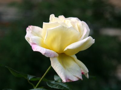 Pale Yellow Rose