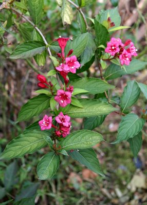 Weigela