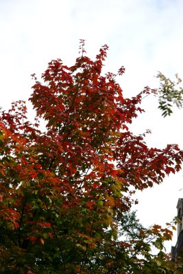 Maple Tree Foliage