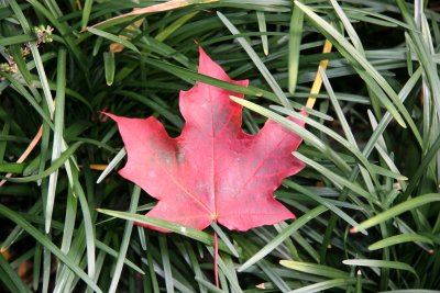 Maple Leaf in a Bed of Liriope