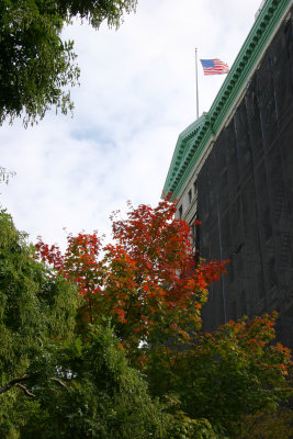 Maple Tree & NYU Main Building