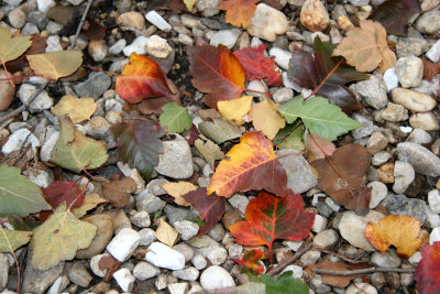 Foliage on Stone Ground Cover