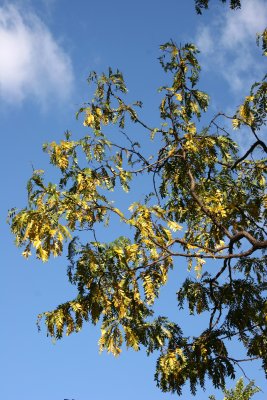 Locust Foliage