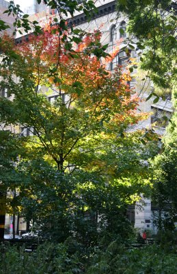 Maple Tree & NYU Education Building