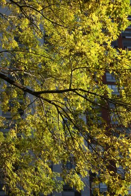 Elm Tree Foliage