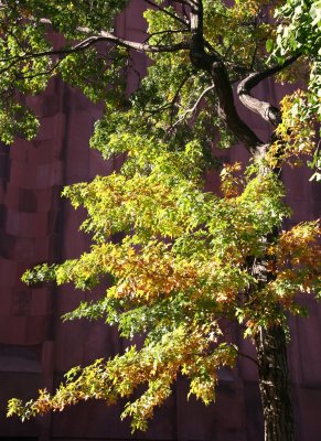 Oak Tree Foliage