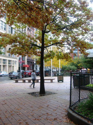 Oak Tree - NYU Athletic Center