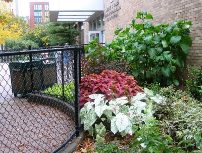 NYU Athletic Center Garden