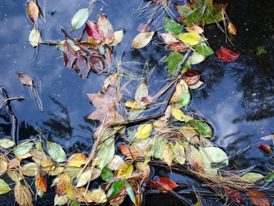 Loose Foliage in a Puddle with Sky Reflection