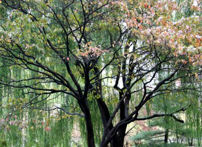 Dogwood & Willow Trees