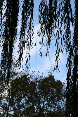 Willow Branches Framing Sycamore Trees