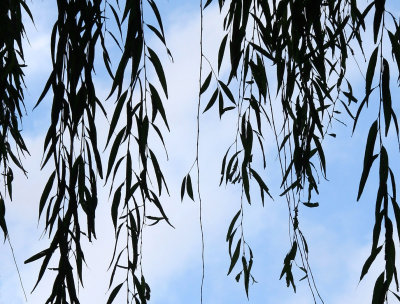 Willow Tree Branches