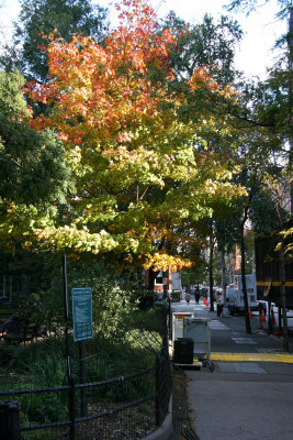 Maple at Washington Square East