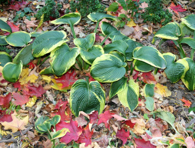 Hosta & Loose Maple Foliage