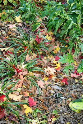 Liriope & Loose Ground Foliage
