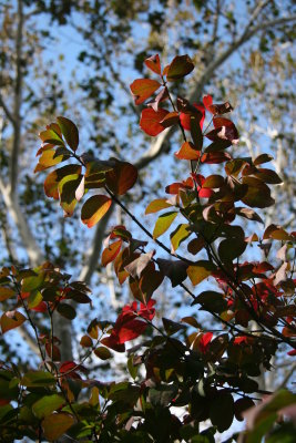 Burning Bush & Sycamore Foliage