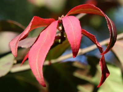 Burning Bush Foliage