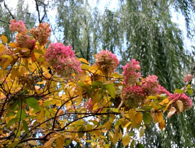 Hydrangea Bush & Willow Tree