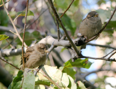 Two Sparrows in the Apple Tree