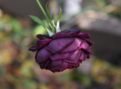 The Prince English Rose