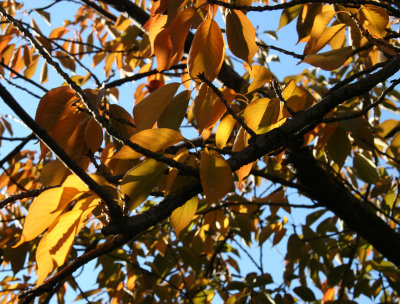 Cherry Tree Foliage