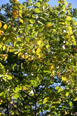 Beech Tree Foliage