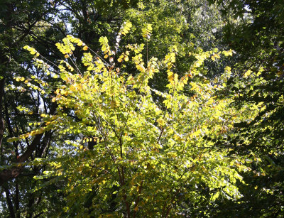 Beech Tree Foliage