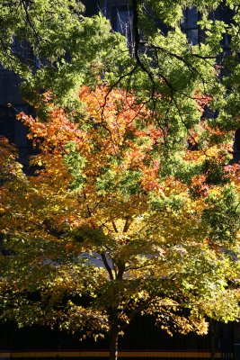 Maple Tree Foliage