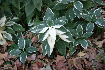 Unknown Ground Cover