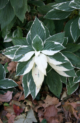 Unknown Ground Cover