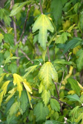 Hibiscus Foliage