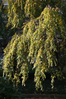 Cherry Tree Foliage