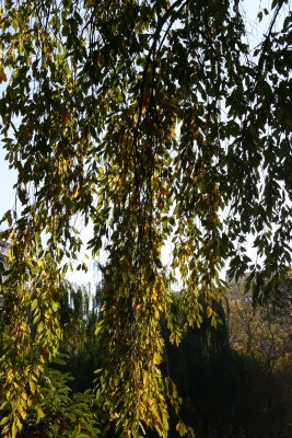 Cherry Tree Foliage