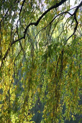 Cherry Tree Foliage