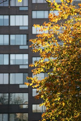 Hawthorne Tree Foliage